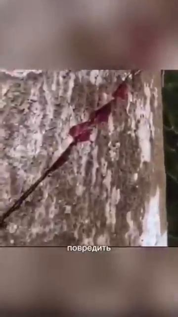 Самый красивый и странный остров на земле.1980-1983 на этом острове стояла передвижная ракетная СССР