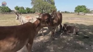 Замуж в Индию УЖАСНАЯ ЕДА Тошнит от одного вида Ничего не можем есть на этом курорте
