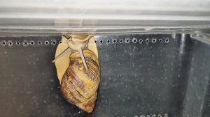 Улитка ахатина висит верх ногами