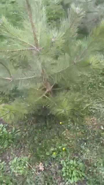 СОСНА ЧЕРНАЯ КРУПНОМЕР. КРАСНОДАРСКИЙ КРАЙ, РЕСПУБЛИКА АДЫГЕЯ