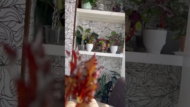 Распаковка заветной посылки: невероятные бегонии от Таниной Ботаники!