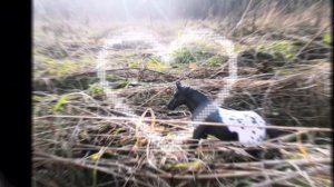 Я надеюсь что тебе это видео понравилось 💖🥰😘 Love horses 🌹