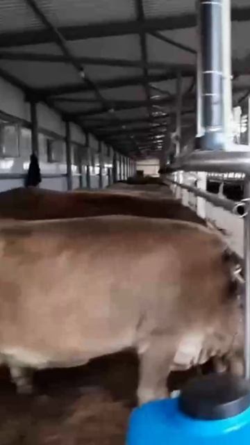 Смета коровника