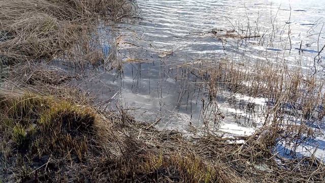 Прогулка по лугу у речки 11-04-2026 часть 3