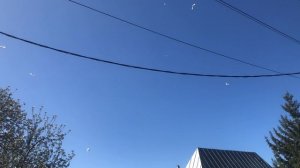 Бакинские голуби (сезон 2025)