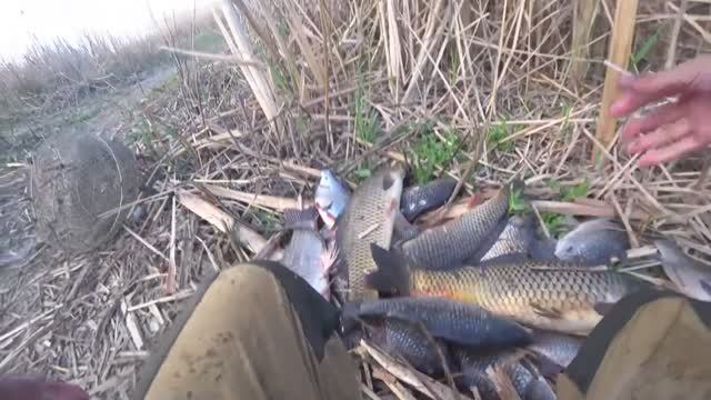 САЗАНЫ И КАРАСИ МОНСТРЫ - РЫБАЛКА НА поплавок