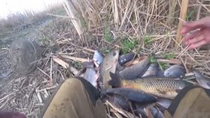 САЗАНЫ И КАРАСИ МОНСТРЫ - РЫБАЛКА НА поплавок