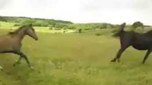 Ой при лужку, при лужке.