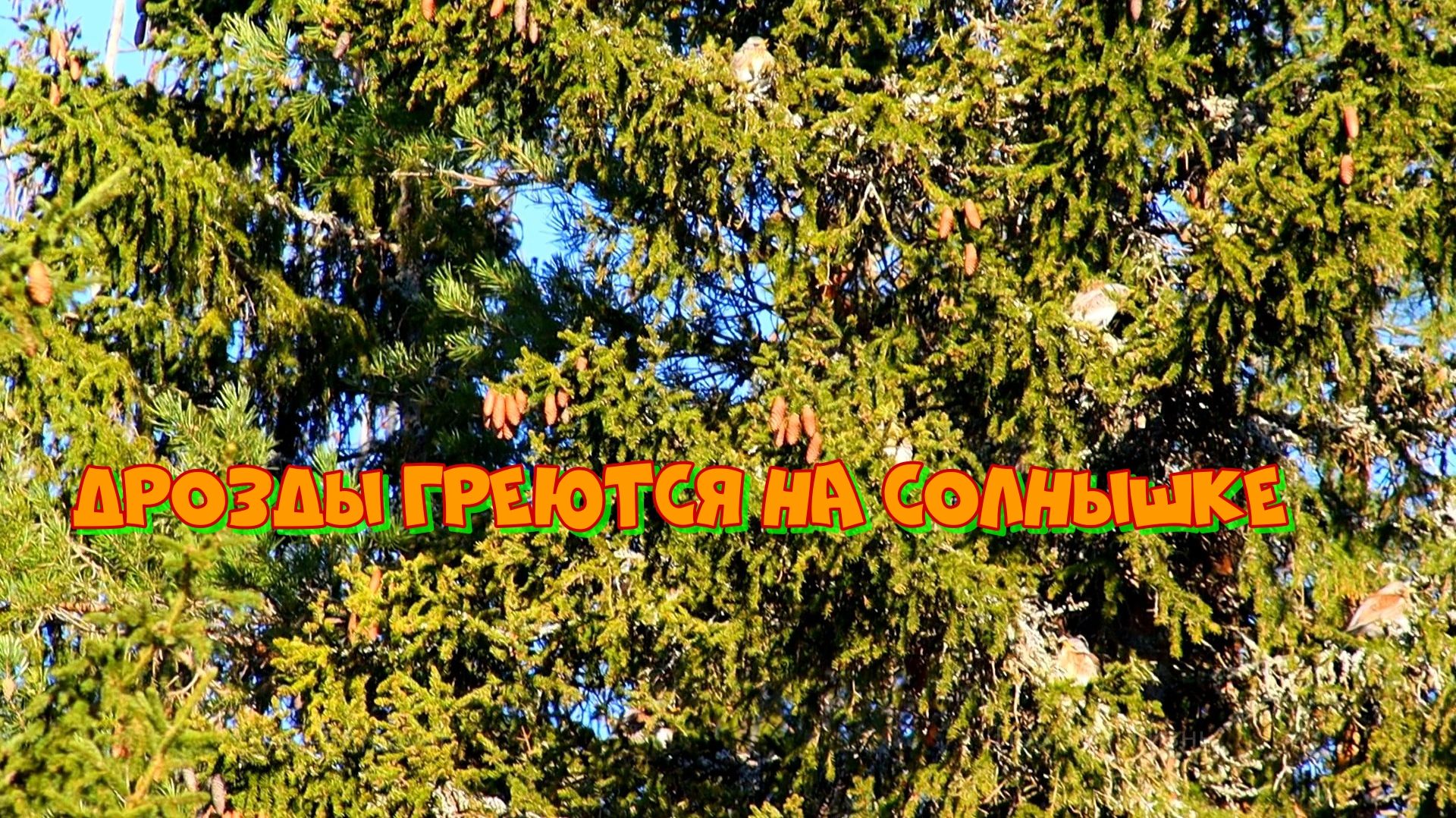 Апрельский лес Урала 2026г.