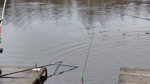 Светлые Горы Форель 11.04.2026г.