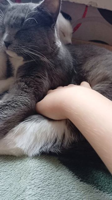 мои котики Пуша и Чипик