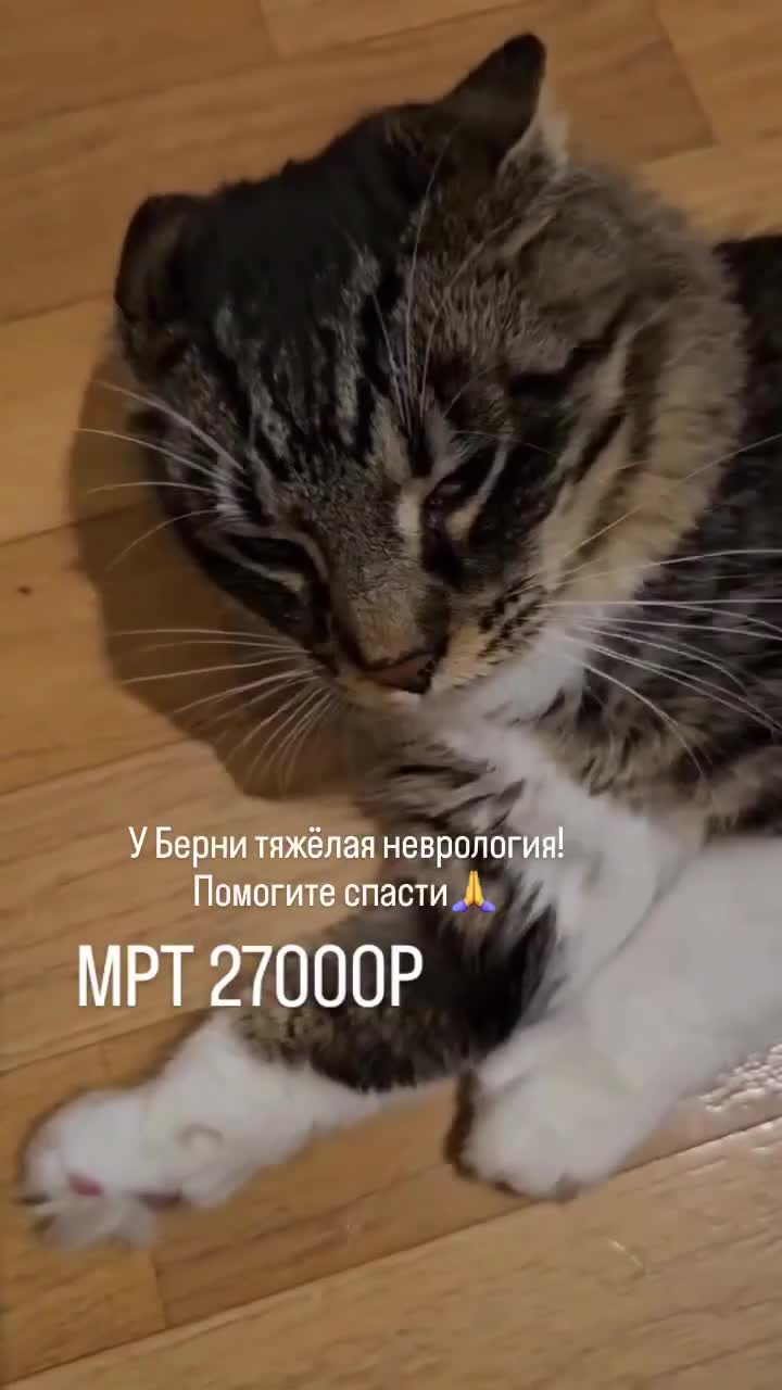 СРОЧНЫЙ СБОР НА MPT ДЛЯ БЕРНИ