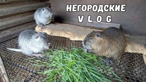 Апрельская гроза на Кубани. Осталось три бедолаги. 9.04.26