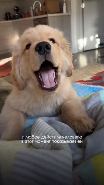 Ох уж этот домофон лайвызывающий и собаку раздражающий…