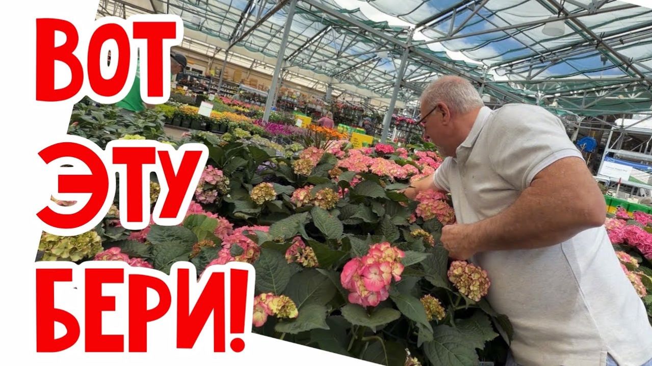 Фальконе- Купили гортензии… вот это цены!
