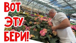 Фальконе- Купили гортензии… вот это цены!