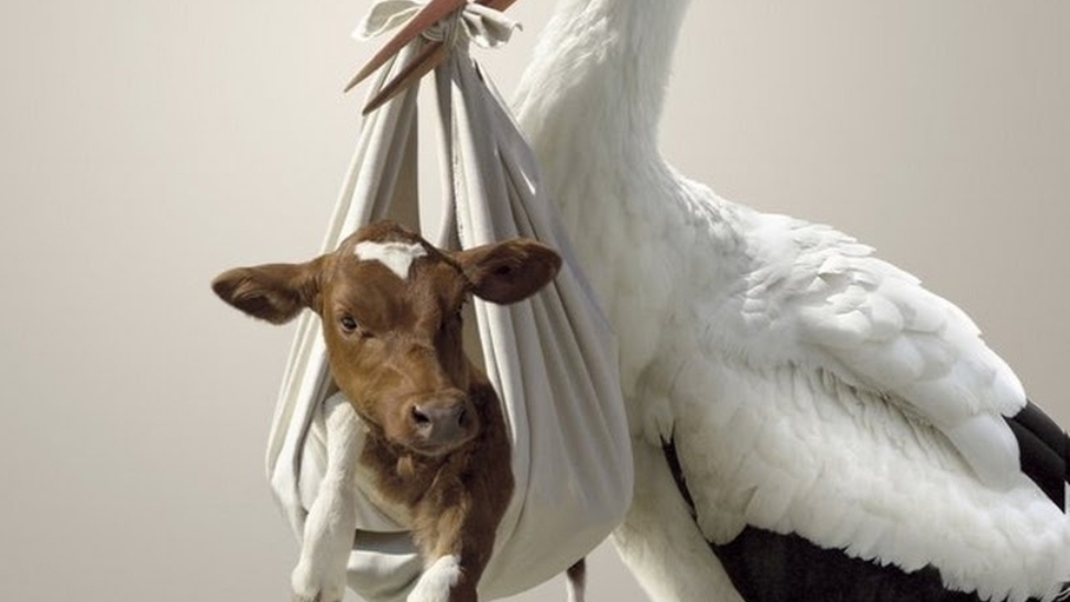 Следили, следили и проследили...