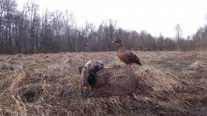 Охота с подсадной уткой 2026