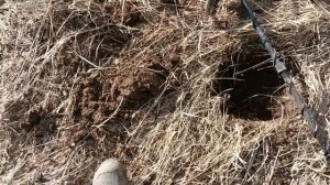 Первый коп 2026