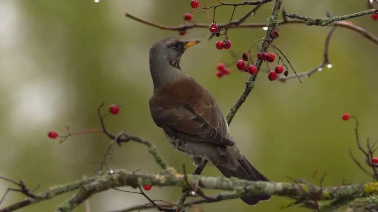 Звуки для сна - пение дрозда: расслабьтесь и усните под звуки леса