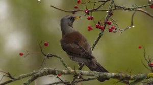 🪶 Звуки для сна — пение дрозда: расслабьтесь и усните под звуки леса