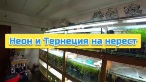 Неон и Тернеция на нерест
