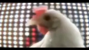 Курица танцует