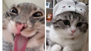 Кирилл 52 и МиракТоп в BedWars