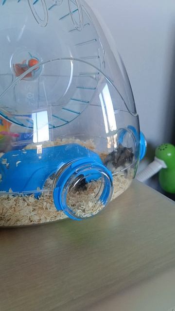 Поход хомяка 🐹