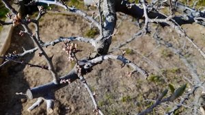 Ранневесенняя обработка сада: Защищаем сад от вредителей и болезней!