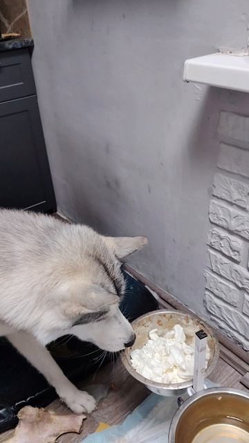 Хаски Джек и творог