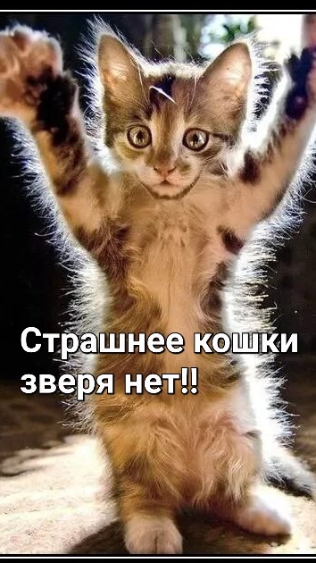 Страшнее кошки зверя нет.