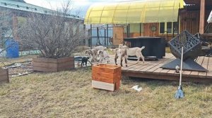 Клумбы своими руками