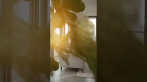 PSjXFRBIim6nwtMh1TtA+eeJBlCvQie4