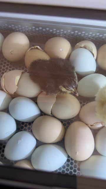 Попытка намбер 2