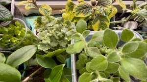 Почему я не крашу яйца и не пеку куличи, мои цветочки ответы на вопросы