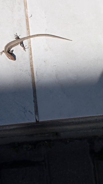 Ящерка проснулась по весне.