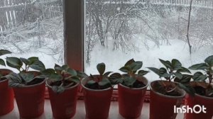 Сюрприз от зимушки.