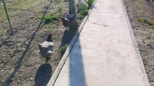 Домашние куры находятся на открытом воздухе ,выгул курочек .