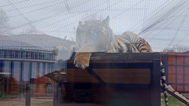 RPQV2640_Видео от Ивана 10.04.2026