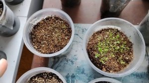 Вермикулит для рассады цветов