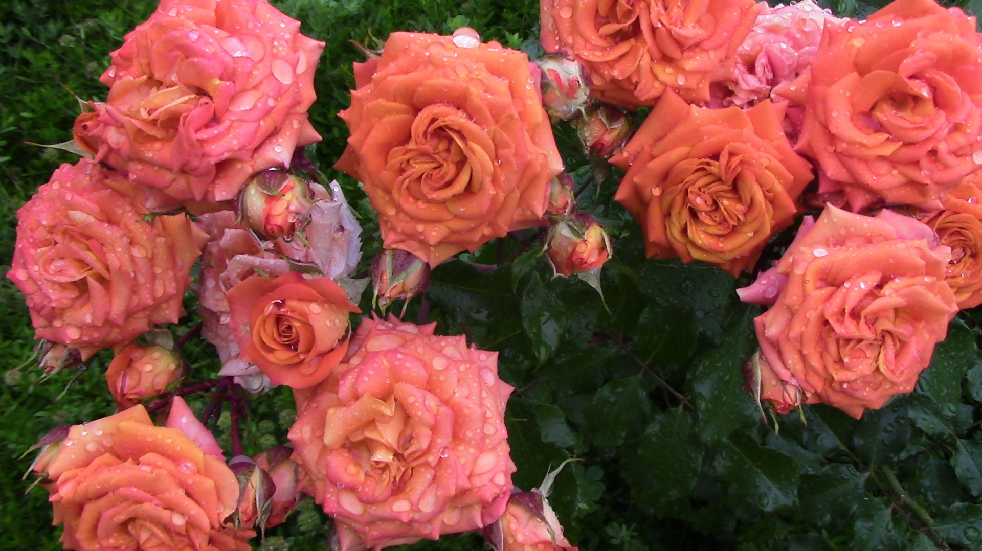 Роза Alegria, алегрия.  Нидерланды, 2007  год.