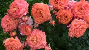 Роза Alegria, алегрия.  Нидерланды, 2007  год.