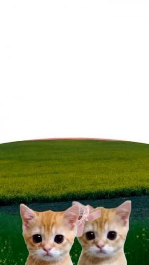 котята объясняют