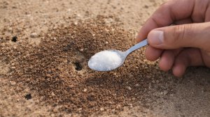 Я не верил, но от муравьев и тли помогло сразу, прямо на глазах! Проверенный способ!