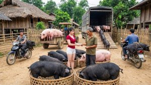 Продажа свиней и гусей. Покупка поросят для выращивания. Торговля на рынке. Работаю на ферме. Нхат