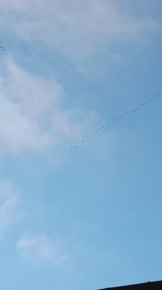 Перелётные