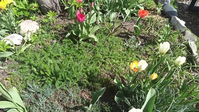 Тюльпановый рай!