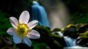 🌿 БЕЗУМНО КРАСИВАЯ РАССЛАБЛЯЮЩАЯ МУЗЫКА ДЛЯ ДУШИ 🎵 УСПОКАИВАЮЩАЯ МУЗЫКА ДЛЯ СНА И ЗВУКИ ПРИРОДЫ