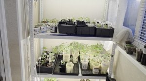 Одна дома. Вся ночь моя, вся квартира моя. Релакс очумелой девочки 10.04.26